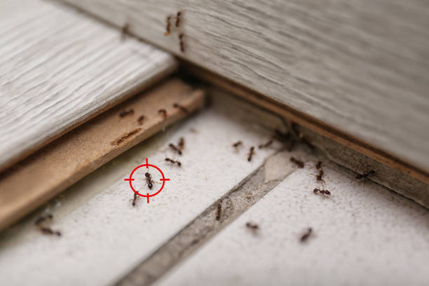 Spider Control Near Me in Maypearl, TX