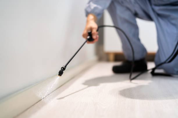 Best Flea Control Services  in Maypearl, TX