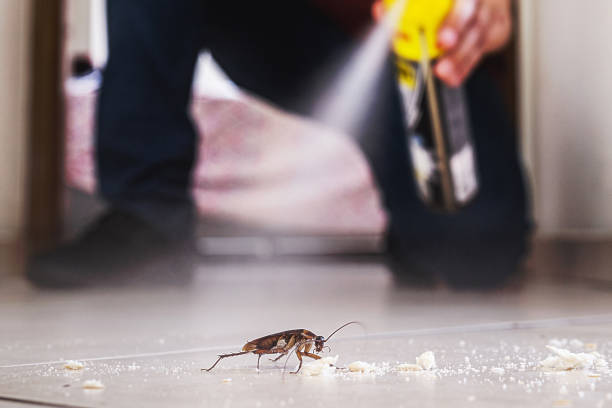 Best Affordable Pest Control Services  in Maypearl, TX